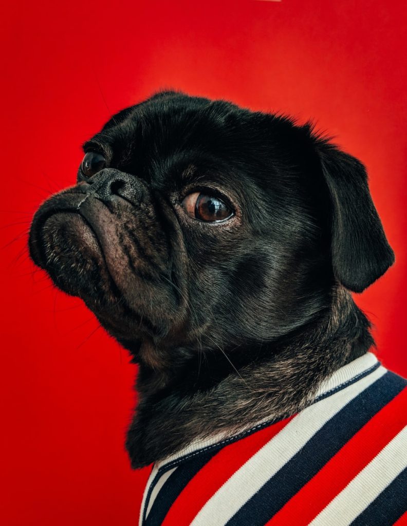 Dog. Black pug wearing striped apparel